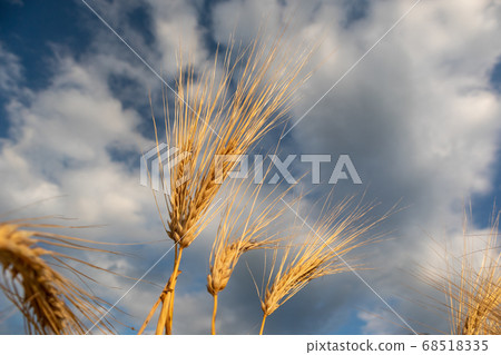 Sunny yellow wheat straws on epic cloudy blue sky Sunny yellow wheat straws on epic cloudy blue sky 68518335