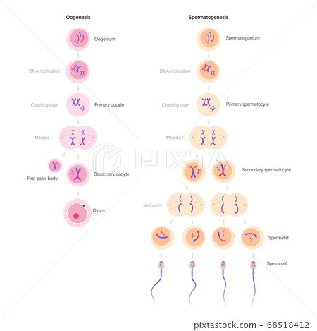 Human fertility concept 68518412