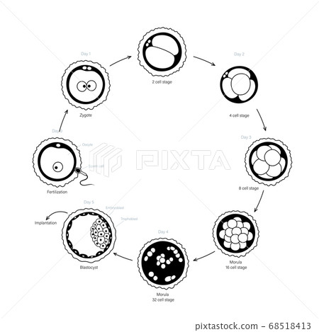 Human fertility concept 68518413