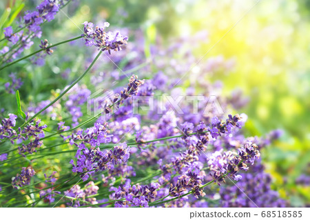 Lavender flowers background Lavender flowers background 68518585