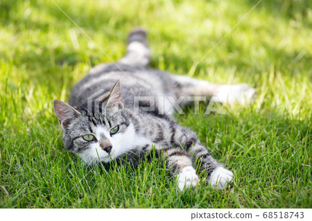 Young cat liying on green grass at the garden Young cat liying on green grass at the garden 68518743