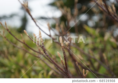 Hachimantai's plant, wolfberry winter sprout Hachimantai's plant, wolfberry winter sprout 68519308