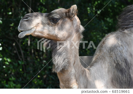 駱駝與可愛的下唇 68519661