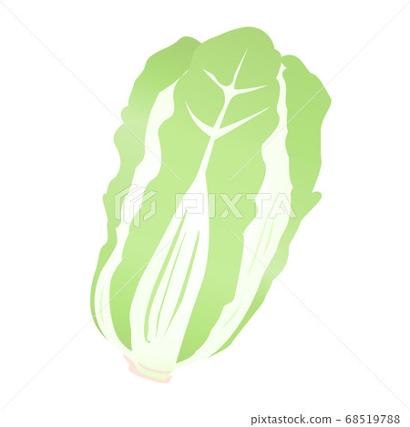 一棵白菜（Yasai的矢量圖） 68519788
