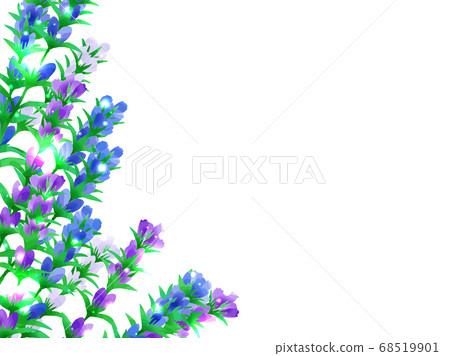 Gentian illustration background 68519901