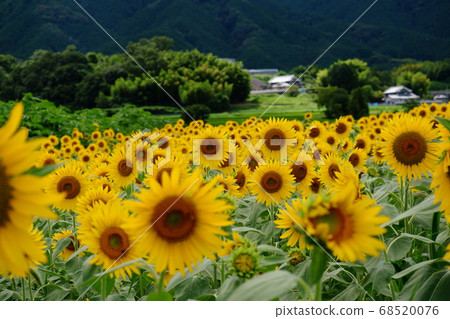 Sunflower field near the Yamada intersection in Katsuragi city, Nara prefecture Sunflower field near the Yamada intersection in Katsuragi city, Nara prefecture 68520076