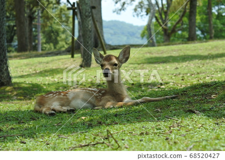 Sika Deer lying on a hill with slopes 68520427