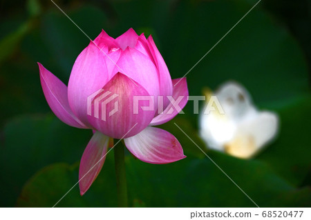 癒合荷花的窗台 癒合荷花的窗台 68520477