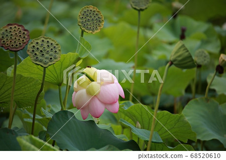蓮花日 68520610