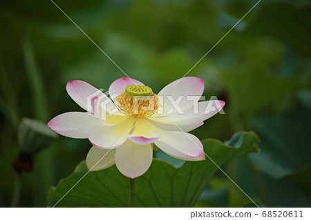 Lotus Flower Day, Lotus Flower Day, 68520611