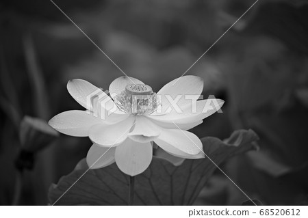 蓮花日 68520612