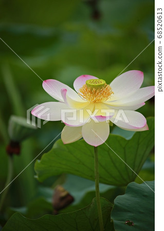 蓮花日 68520613