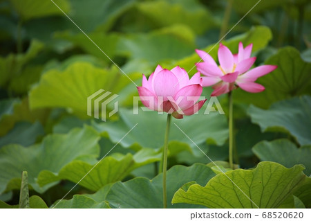 Lotus Flower Day, Lotus Flower Day, 68520620
