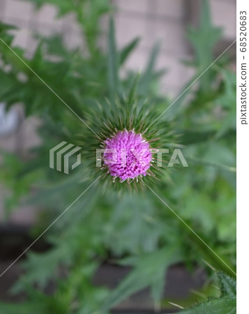 American onion American onion 68520683