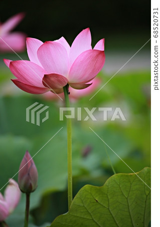 Beautiful lotus, water lily 68520731