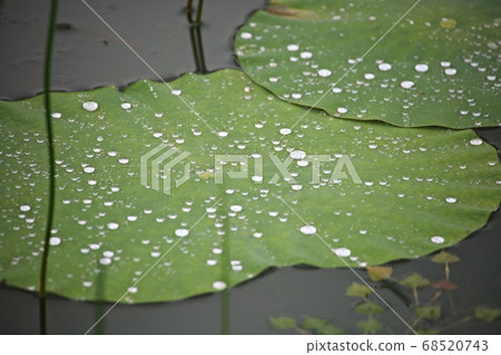 Beautiful lotus, water lily Beautiful lotus, water lily 68520743