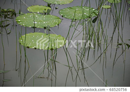 Beautiful lotus, water lily Beautiful lotus, water lily 68520756