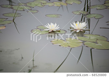 Beautiful lotus, water lily Beautiful lotus, water lily 68520800