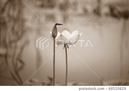 Beautiful lotus, water lily Beautiful lotus, water lily 68520829