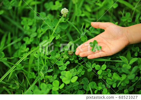 Lucky Clover, Cosmos Lucky Clover, Cosmos 68521027