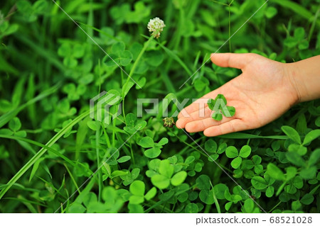 Lucky Clover, Cosmos 68521028