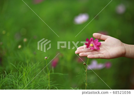 Lucky Clover, Cosmos Lucky Clover, Cosmos 68521036