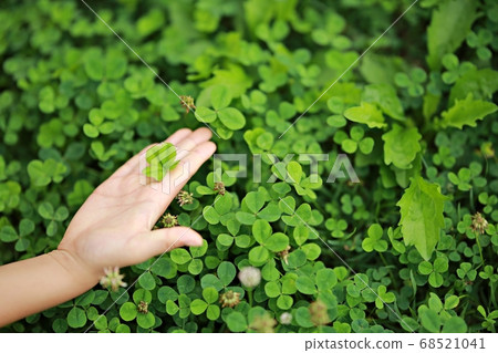 Lucky Clover, Cosmos Lucky Clover, Cosmos 68521041