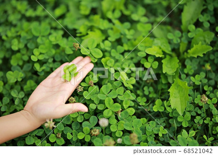 幸運四葉草，波斯菊 68521042