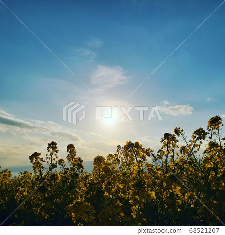 冬季末油菜籽花和日落在神奈川縣二宮町阿祖瑪山的山頂上[2月] 68521207