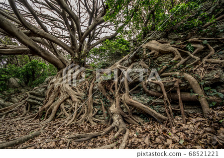 Muroko Cape Akuko Tree 68521221