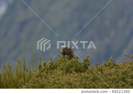 Wild bird "Kia" in New Zealand. Miyama parrot. Mount Cook Wild bird "Kia" in New Zealand. Miyama parrot. Mount Cook 68521300