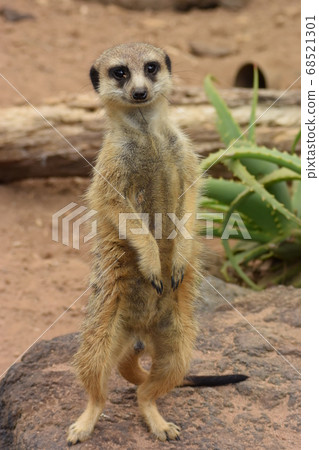 meerkat. Zoo in Auckland, New Zealand meerkat. Zoo in Auckland, New Zealand 68521301