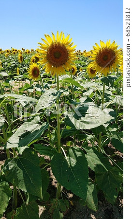 向日葵 68521812