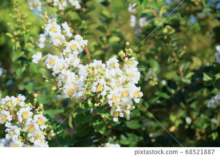 Flower of crape mybs Flower of crape mybs 68521887