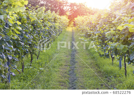 Winery image of vineyard for wine 68522276