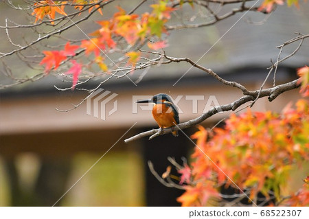 Kingfisher perching on a branch with autumn leaves 68522307