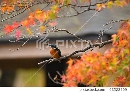 Kingfisher perching on a branch with autumn leaves Kingfisher perching on a branch with autumn leaves 68522309