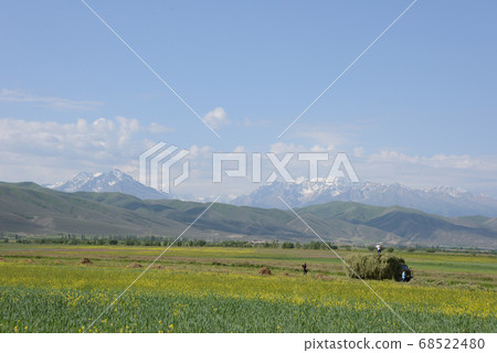 Meadow at the foot of the Tien Shan Mountains 68522480