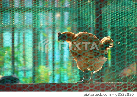 Chicken in the coop Chicken in the coop 68522850