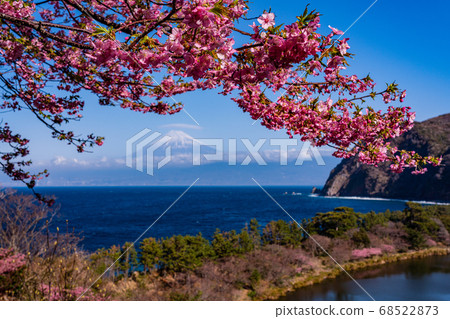 (Shizuoka Prefecture) Kawazu cherry blossoms from west Izu Ida, Mt. Fuji mountain over the sea (Shizuoka Prefecture) Kawazu cherry blossoms from west Izu Ida, Mt. Fuji mountain over the sea 68522873