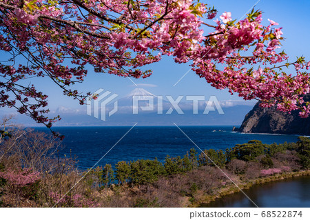 (Shizuoka Prefecture) Kawazu cherry blossoms from west Izu Ida, Mt. Fuji mountain over the sea 68522874