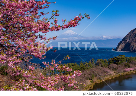 (Shizuoka Prefecture) Kawazu cherry blossoms from west Izu Ida, Mt. Fuji mountain over the sea (Shizuoka Prefecture) Kawazu cherry blossoms from west Izu Ida, Mt. Fuji mountain over the sea 68522875