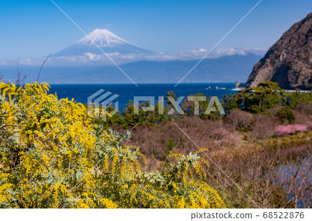 (Shizuoka Prefecture) Kawazu cherry blossoms from west Izu Ida, Mt. Fuji mountain over the sea 68522876
