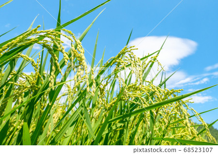 夏季大米(8月) 夏季大米(8月) 68523107