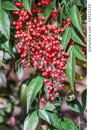 南天的鐘形紅色水果 照片素材 圖片 圖庫