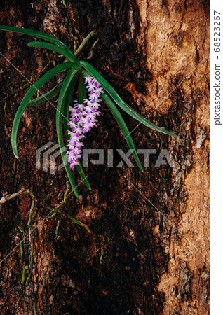 Natural Foxtail Orchid or Rhynchostylis retusa flower 68523267