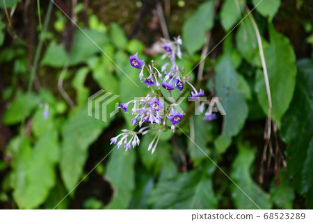 魷魚花 魷魚花 68523289