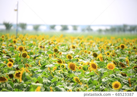 向日葵， 68523387