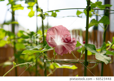 Change morning glory 382 68523448