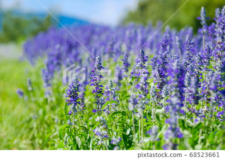 藍色丹參花海見山公園八月夏天 照片素材 圖片 圖庫 藍色丹參花海見山公園八月夏天 照片素材 圖片 圖庫